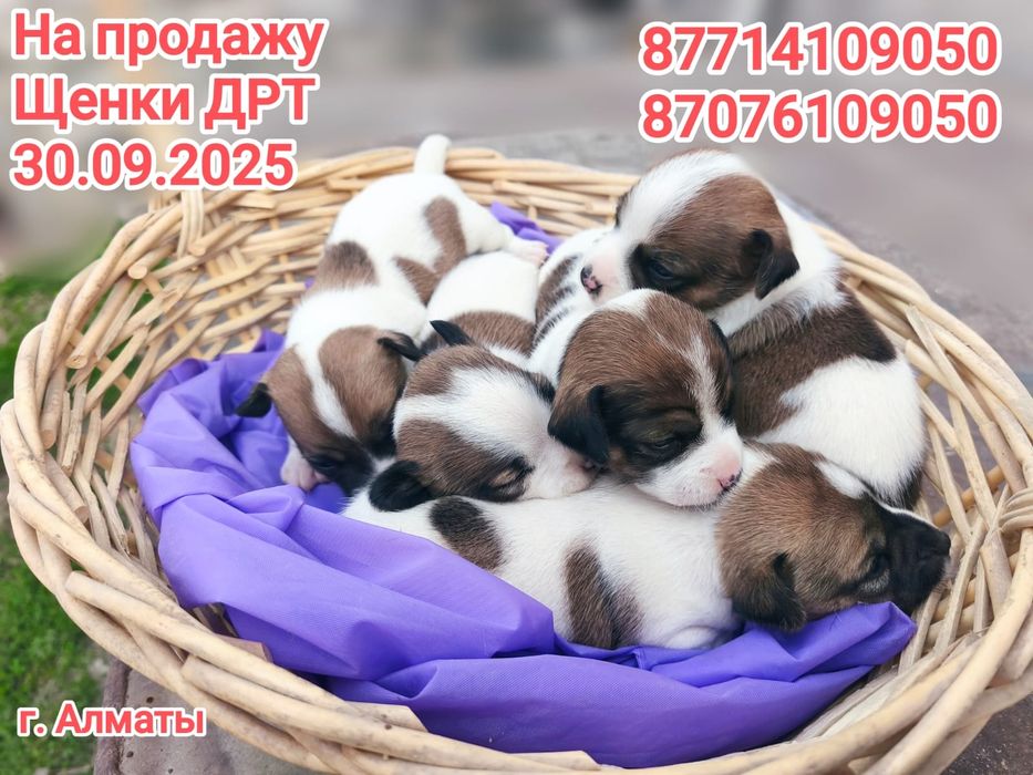 Продам щенков Джек Рассел Терьер