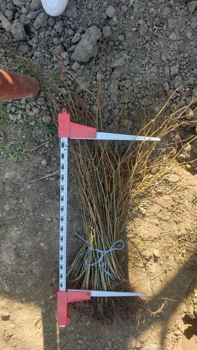 Puieți. Tei Molid brad mesteacăn pin fag carpân frasân salcâm plop