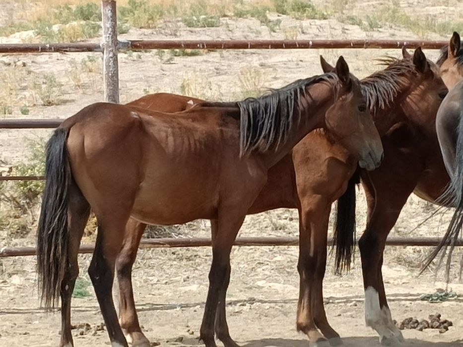 Тайлар,байталдар сатылады