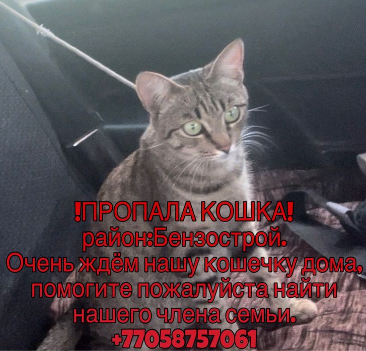 ПРОПАЛА КОШКА(помогите пожалуста найти)