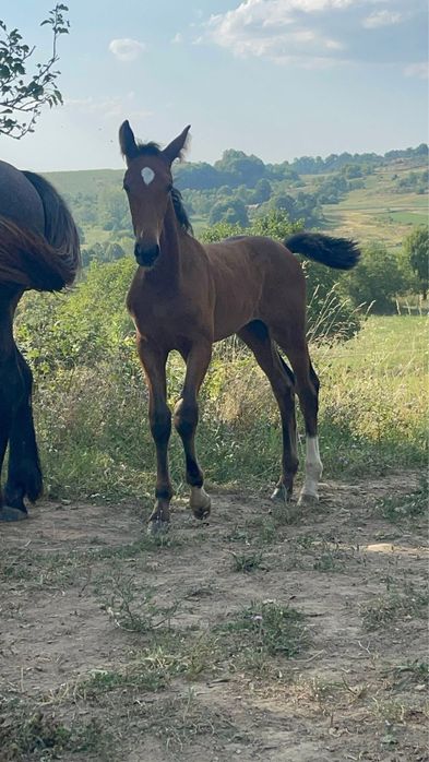 Manza Kwpn 4 luni din parinti cu pedigree