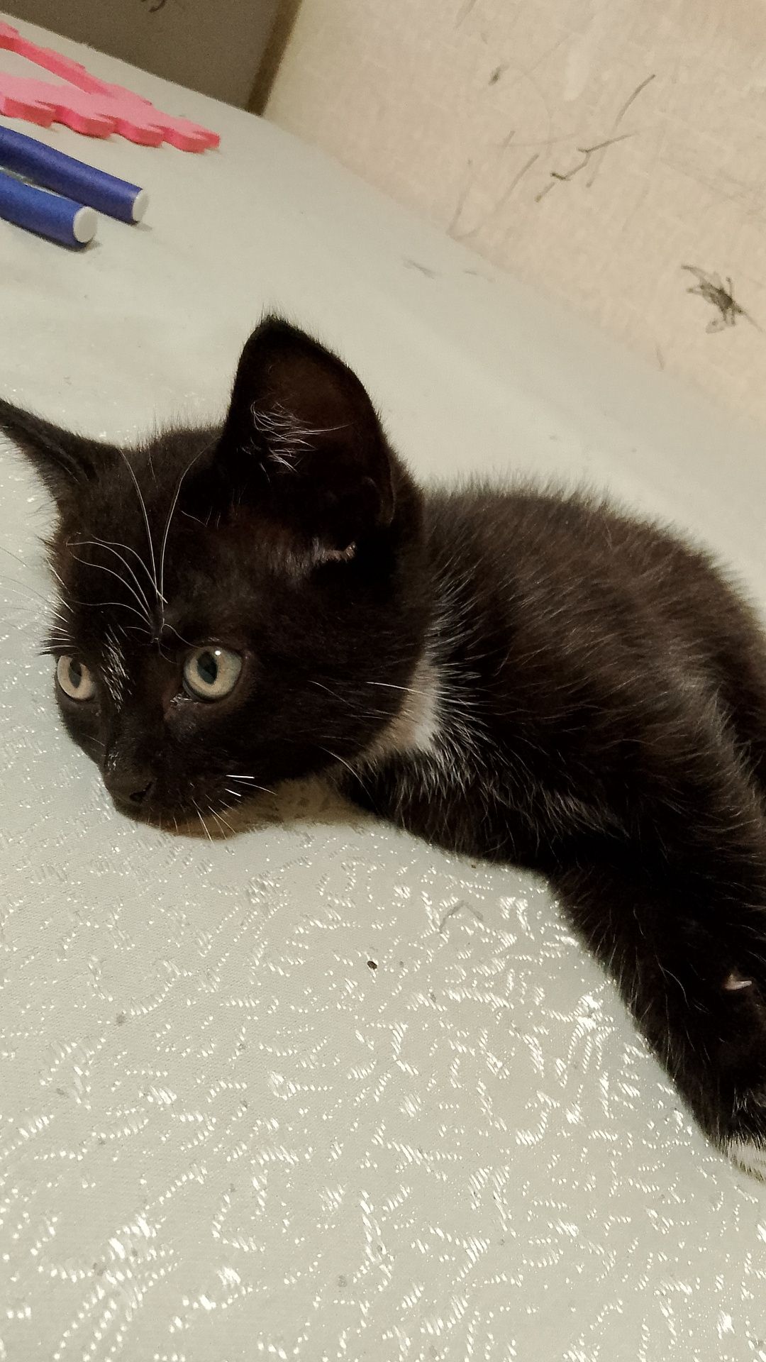 Отдам в добрые руки котенка(кот,3 мес.)