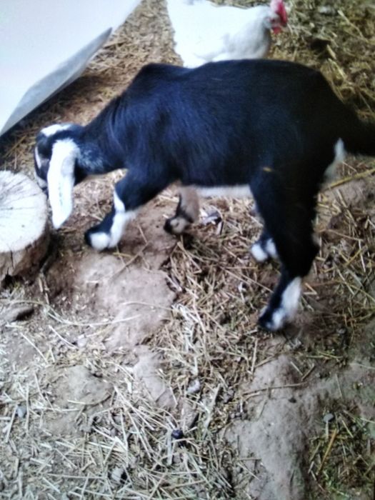 Англонубин тоза зотли така сотилади