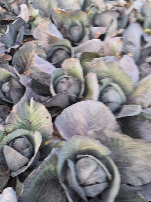 Varza rosie  de pastrare