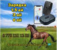 Жпс для лошадей и верблюд. GPS tracker для лошадей и на все