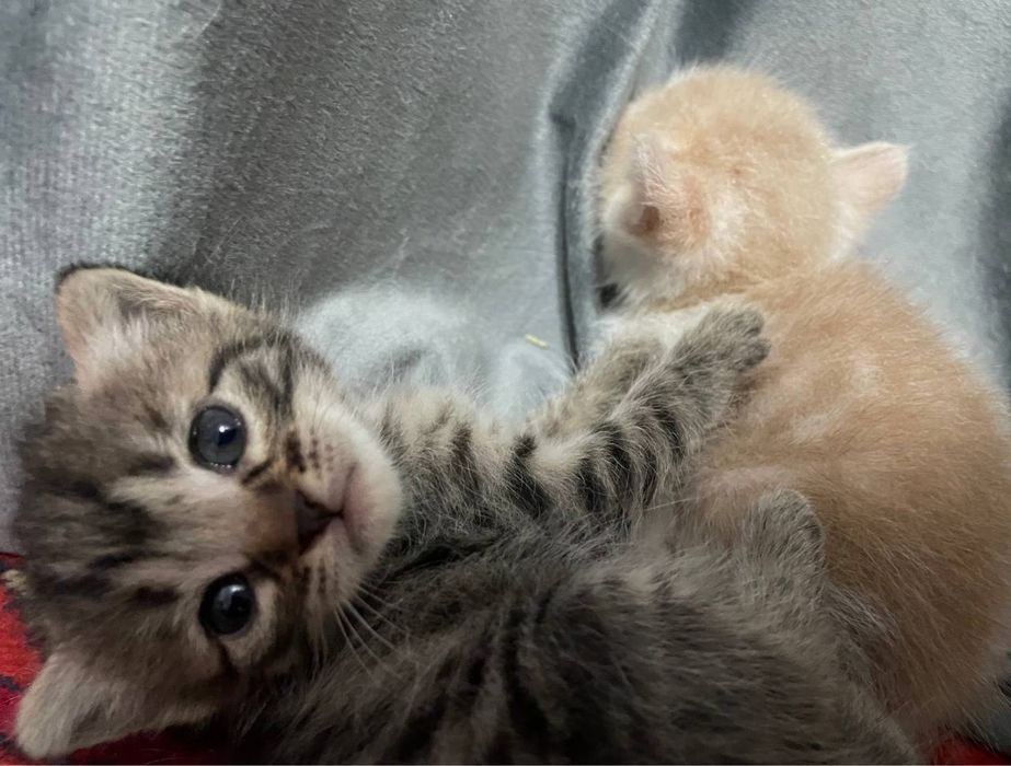 Отдаю даром заряженных кошек на фото не все есть еще