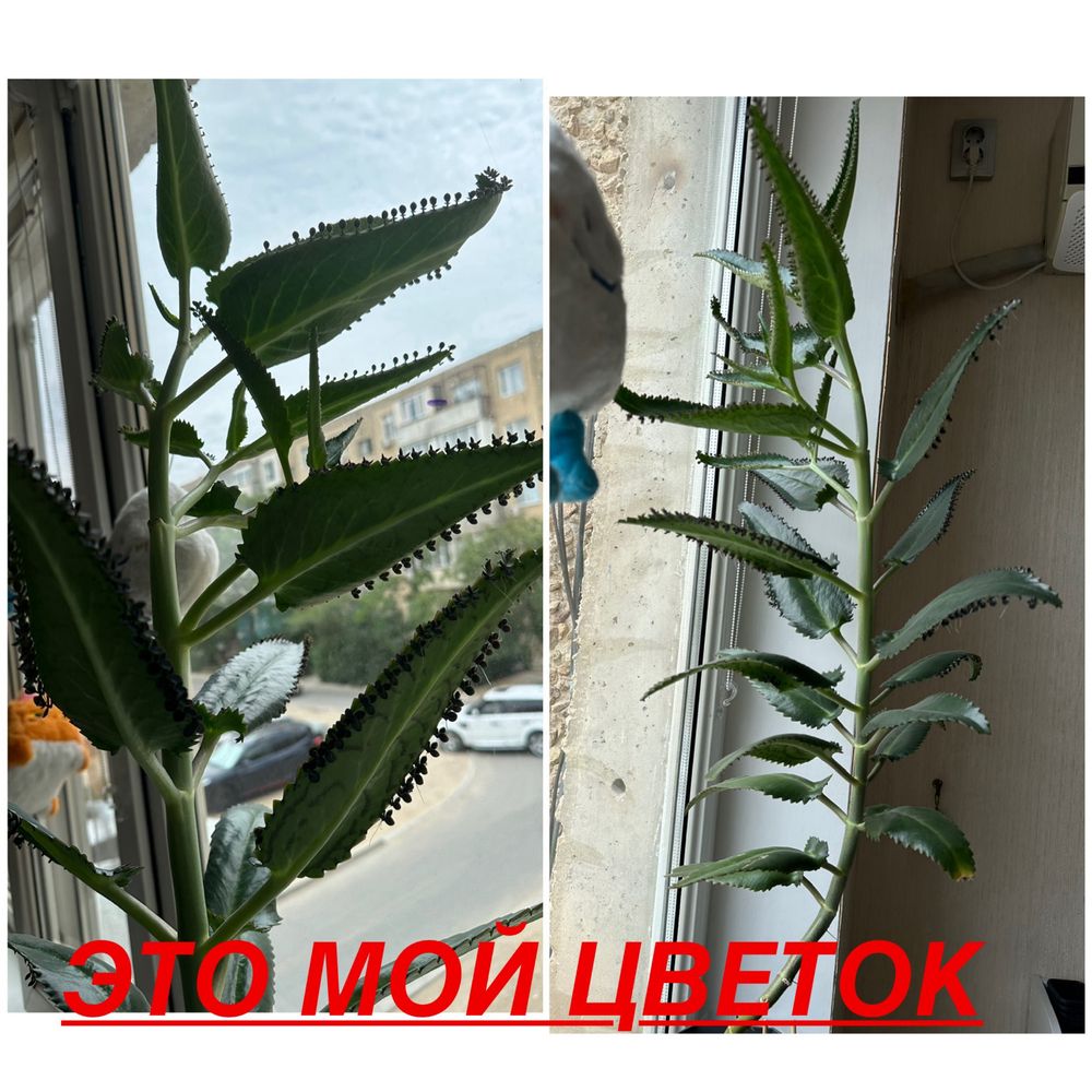 Каланхоэ лечебный