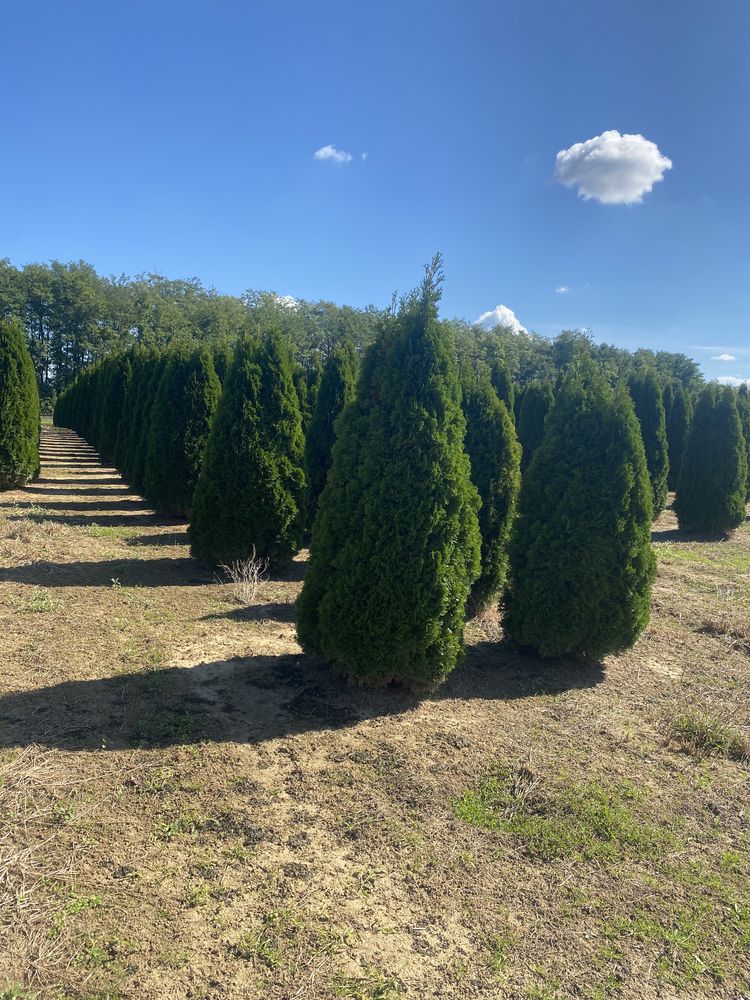 Leylandii si tuia