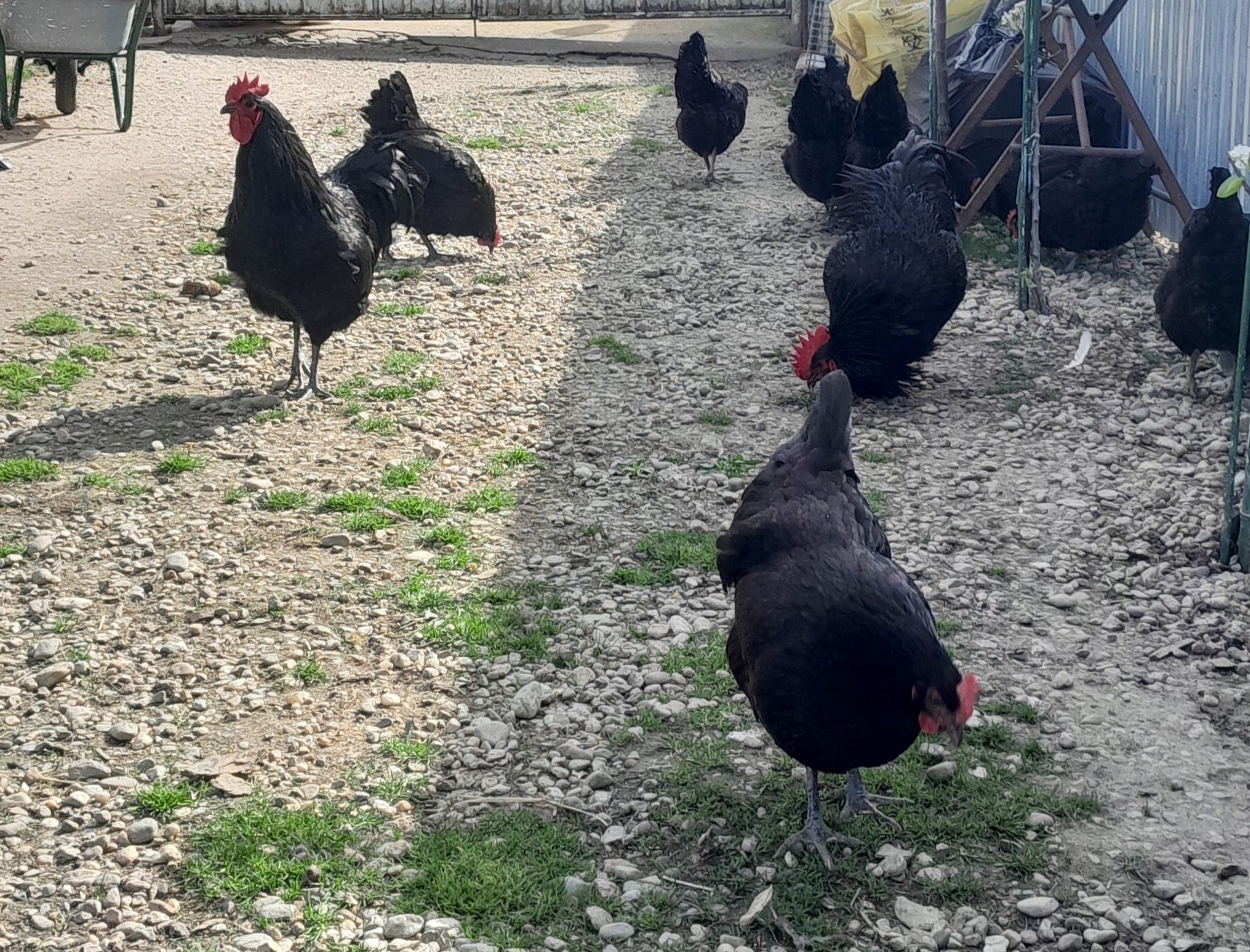 Vând oua australorp