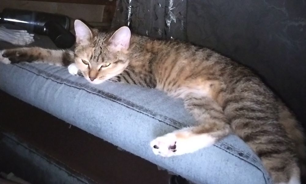 Отдам котёнка девочка, 2 месяца