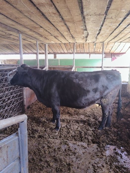 Продается корова