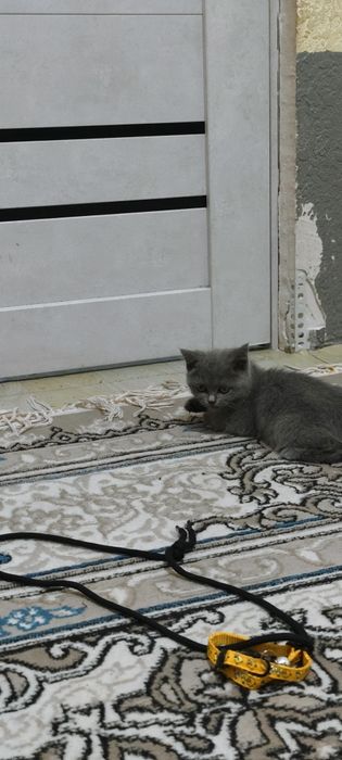 Zotor mushuk Andijon viloyati clara setkonda