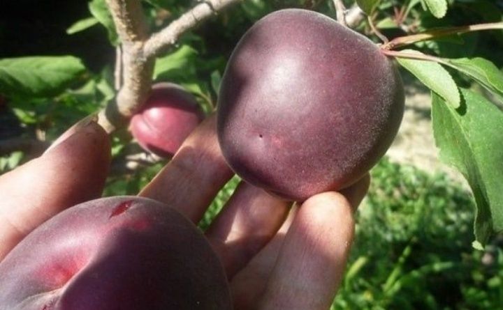 Cais Deosebit Printul Negru