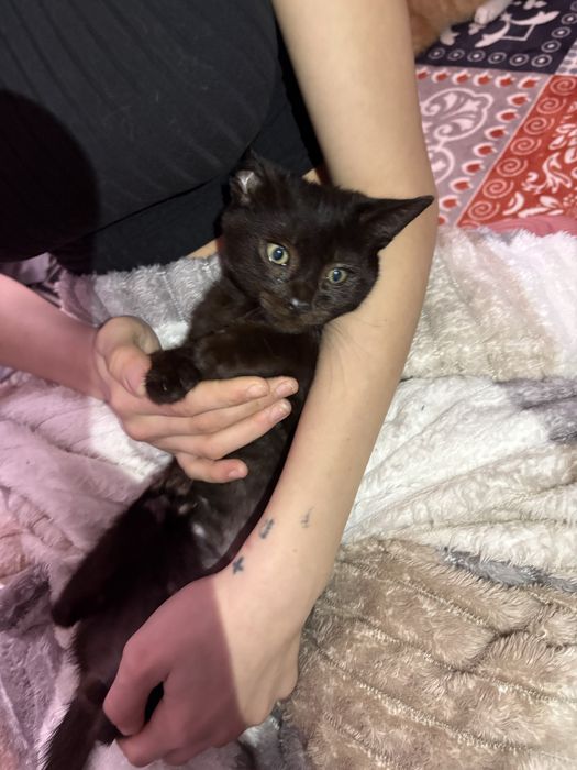 donez pisoi, URGENT!