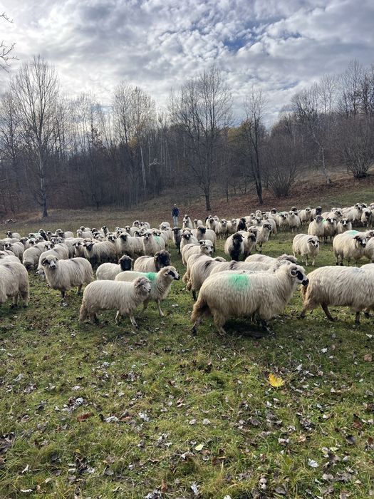 Oiide vanzare 200 capete