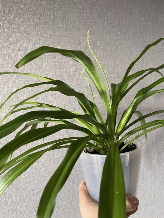 Хлорофитум. Комнатеое растение