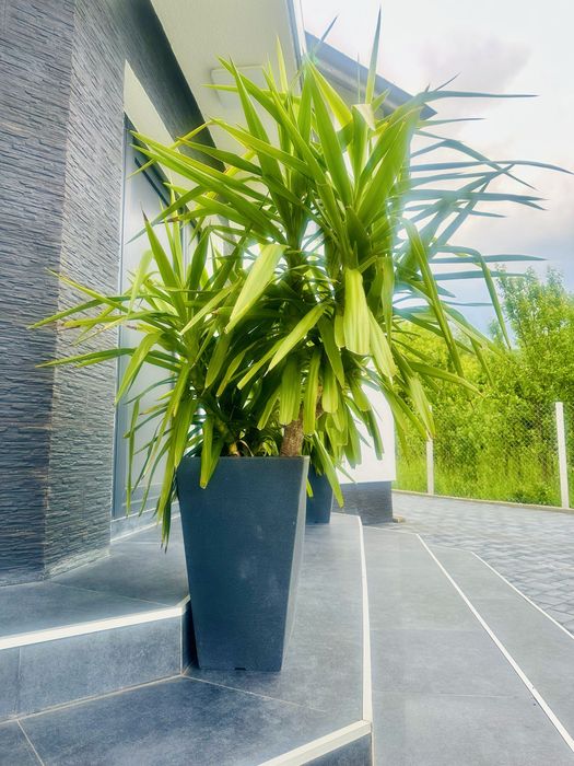 Palmier Yucca natural