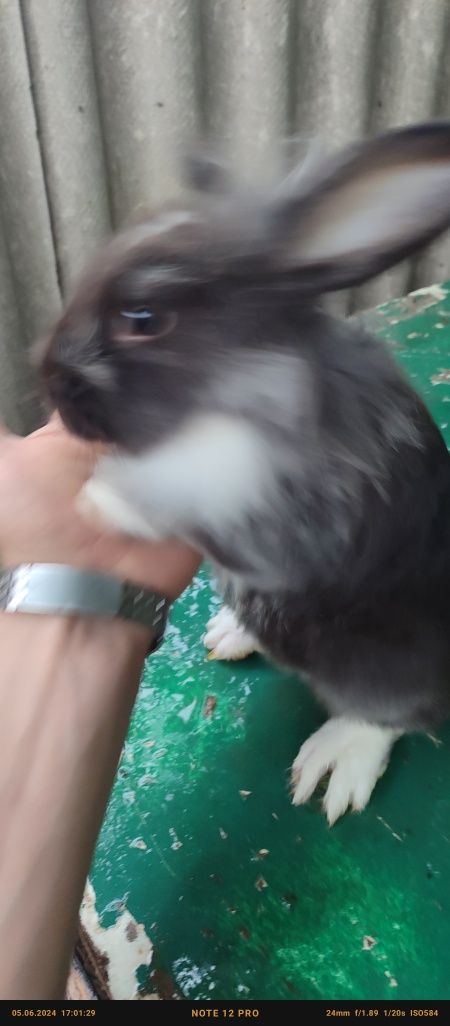 Кролик породы львиноголовый