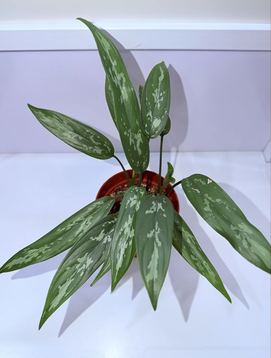 Аглаонема, комнатные растения, комнатные цветы