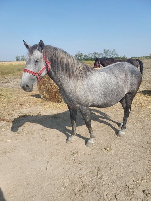 Iapa Lipitan cu Pedigree de la Hergh schimb cu Frizian
