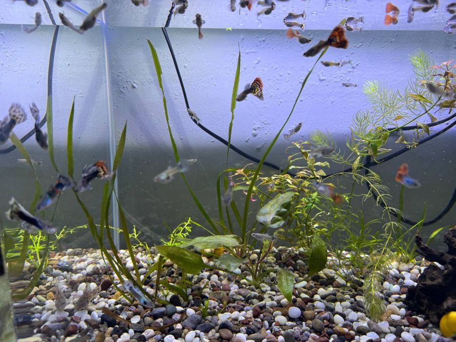 Гуппи разной расцветки 5000 тысяч