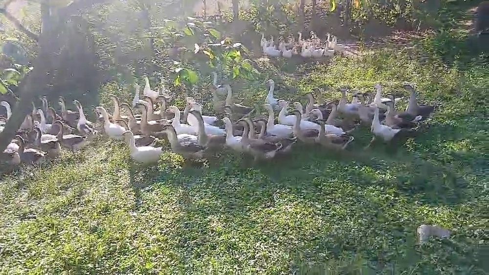 Gâște  leșești de vanzare!! Grase și gustoase crescute natural!