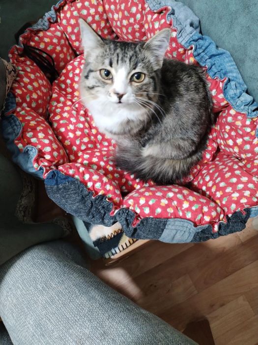 Ищем дом для кошки