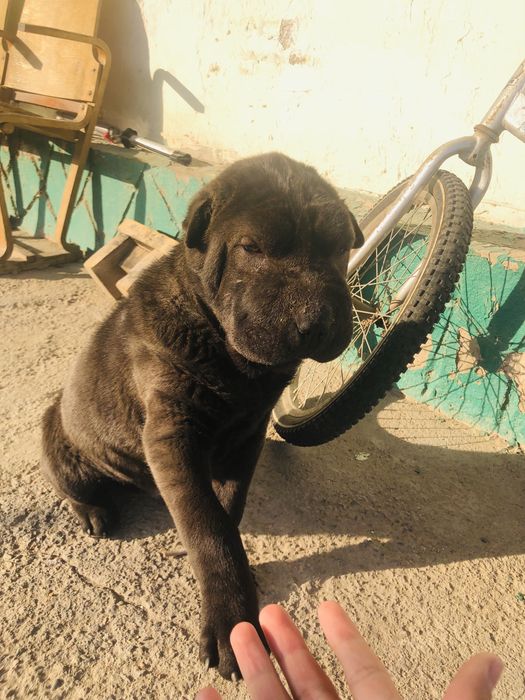 Прадается шарпей