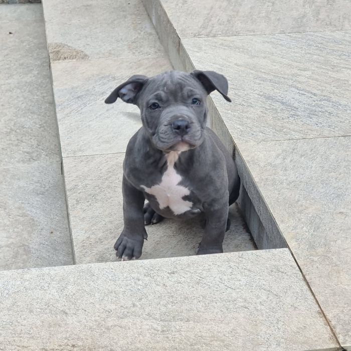 American Staffordshire Terrier (Amstaff)
, puiul va părăsi cuibu