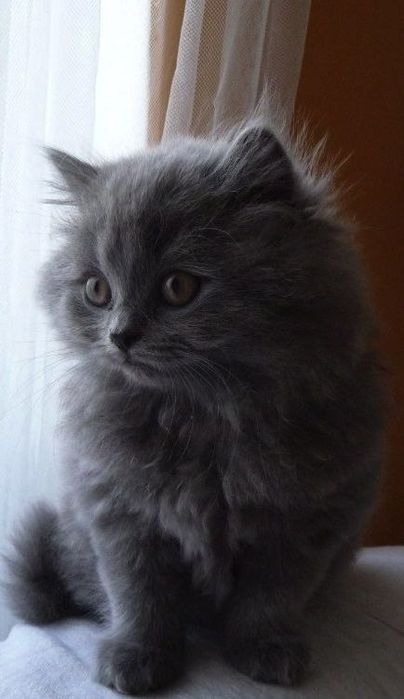 Britanski zotdor uzun yungli mushuk bolalari