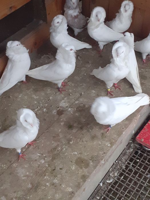 Porumbeii ornament capucini