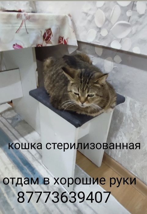 Отдам в хорошие руки!