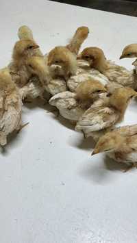 чистокровная несушка Хайсекс браун  (Россия) подрощенные цыплята