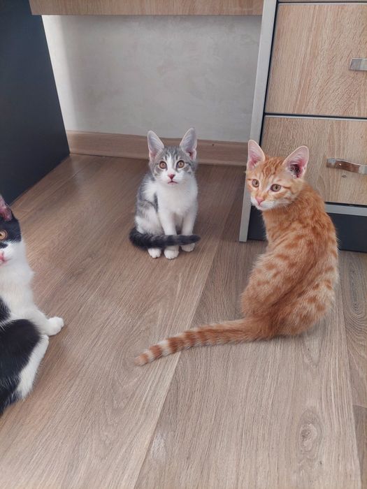 Котенок мальчик Ташкент