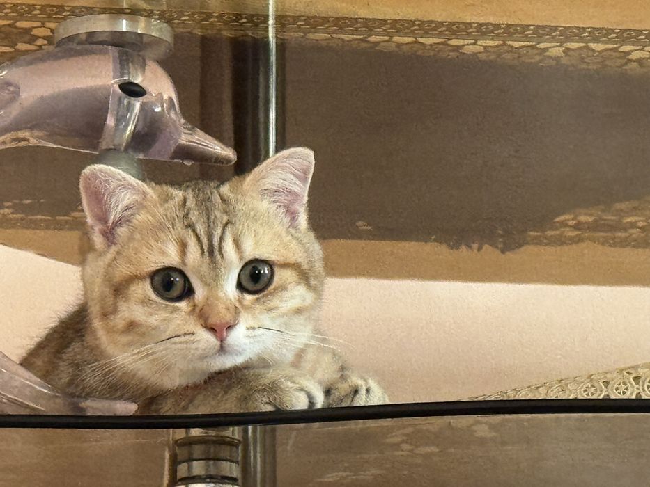 Mushuk shinshilla