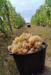 Struguri de vin la comanda