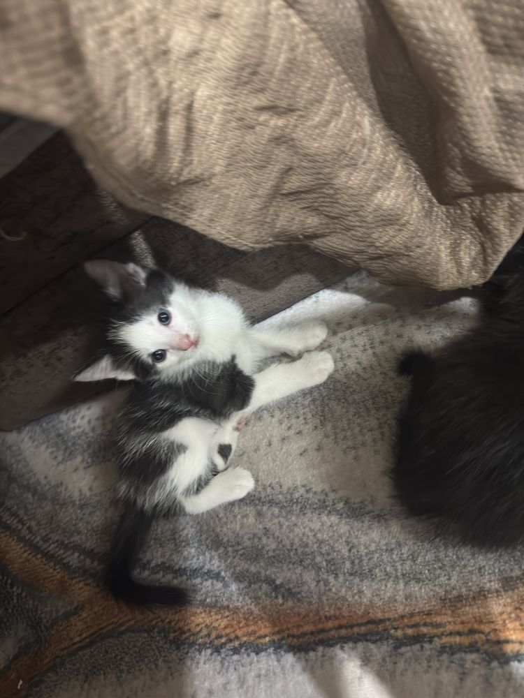 Отдам домашних шустрых котят 1 месяц им