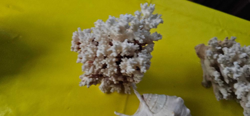 decoratiune acvariu terariu coral scoici decorative