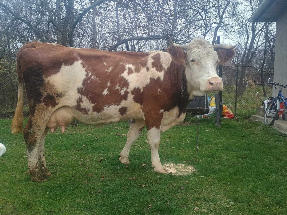 Vaca de 6 ani cu 12 l lapte la zi