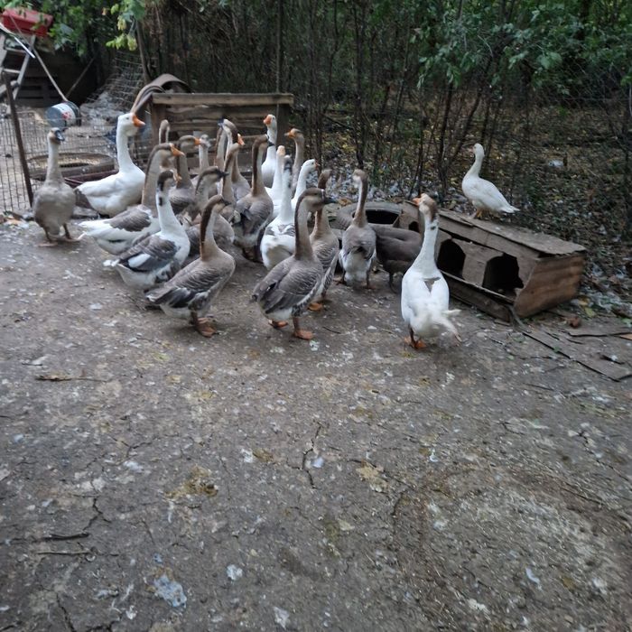 Rate românești și gâște lesesti.