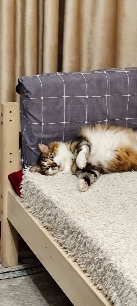 Ищем дом красивейшей кошке
