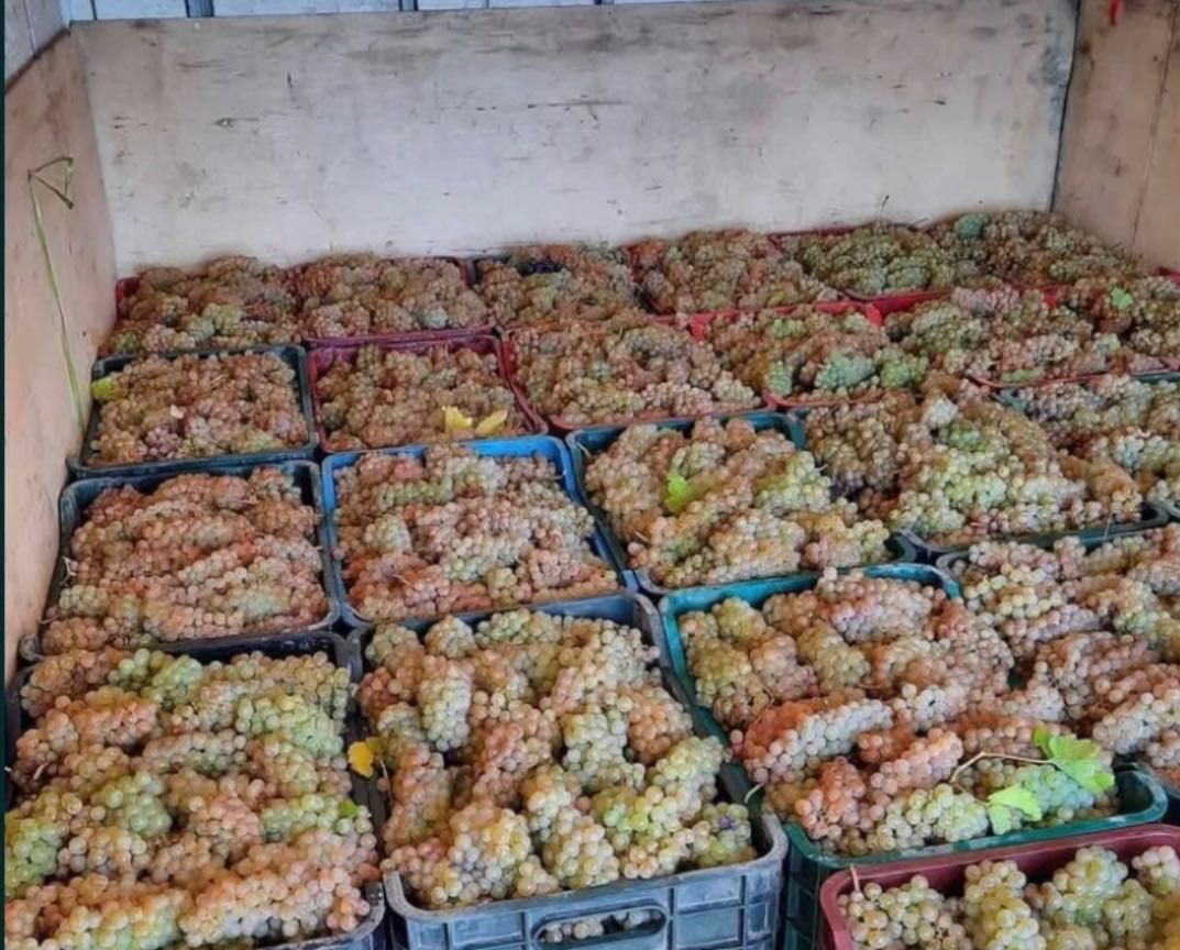Struguri de vin din Vrancea
