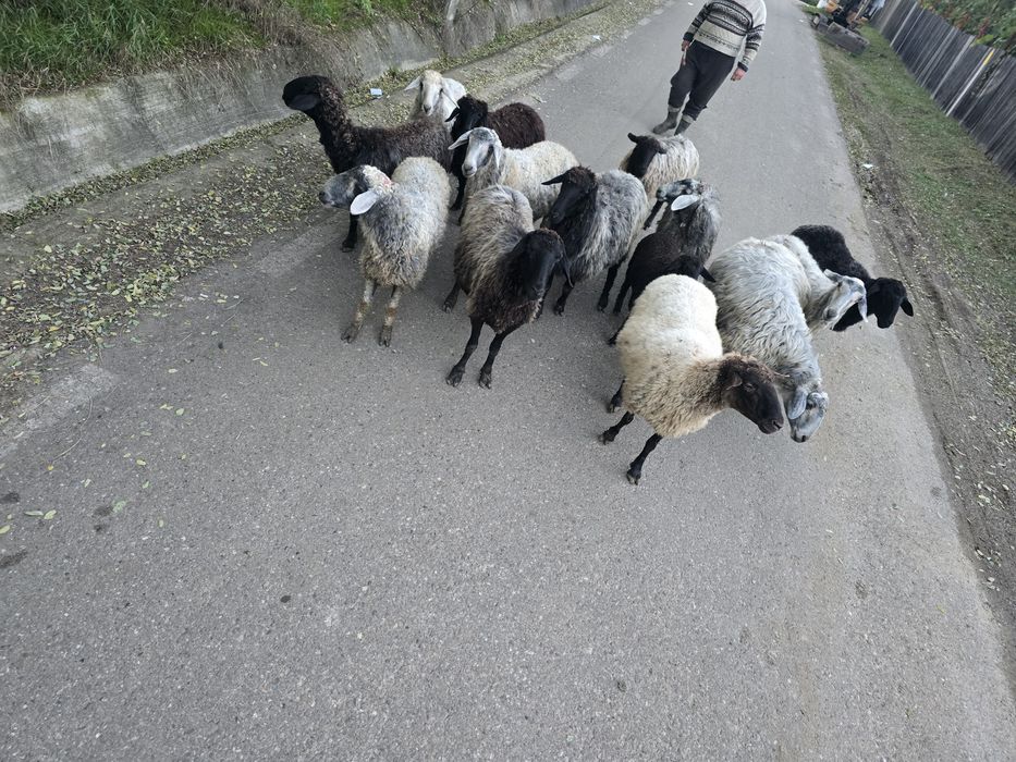 De vanzare Oi karakul !