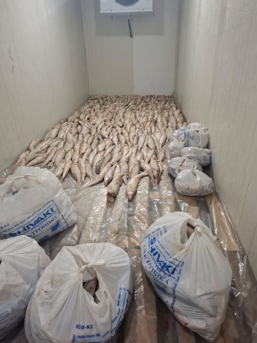 Филе, рыба судак