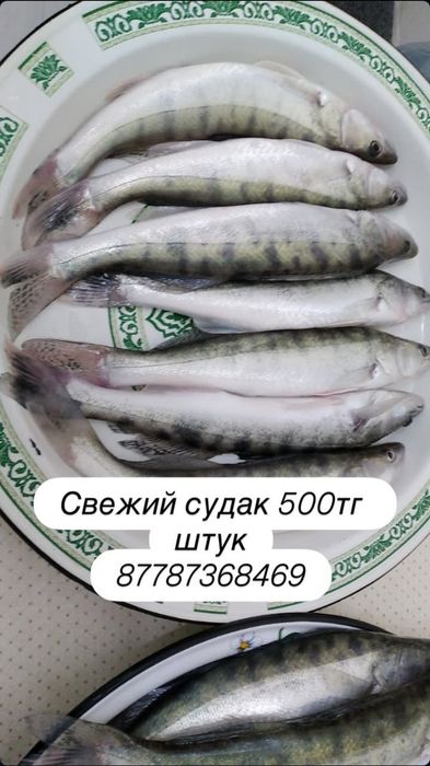 Свежий судак Атырау жайық