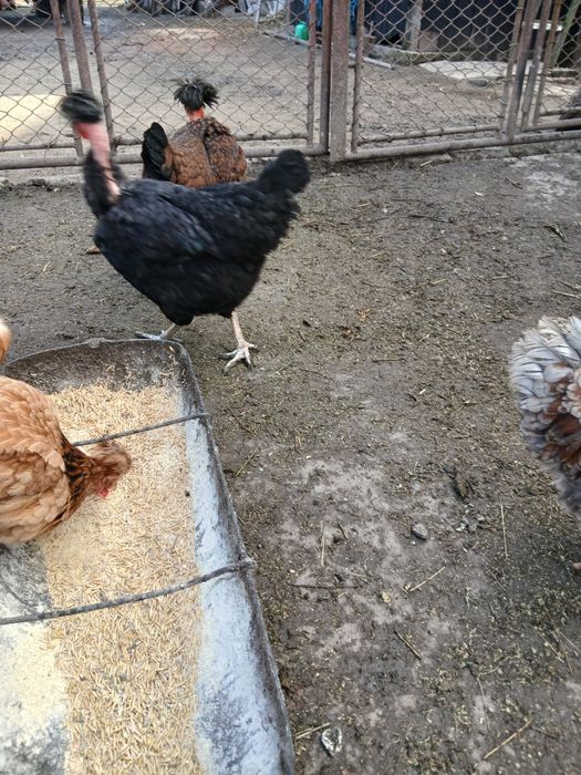 Gaini golasi motațe