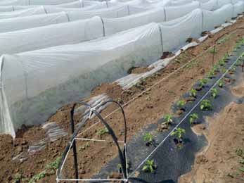 FOLIE ANTI-INGHET/AGRYL 19gr/mp= 12,65x100m; 15.8x100m; 18.95x100m