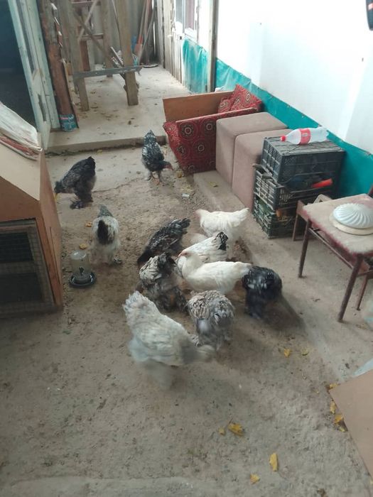 Продается брамо оригинал