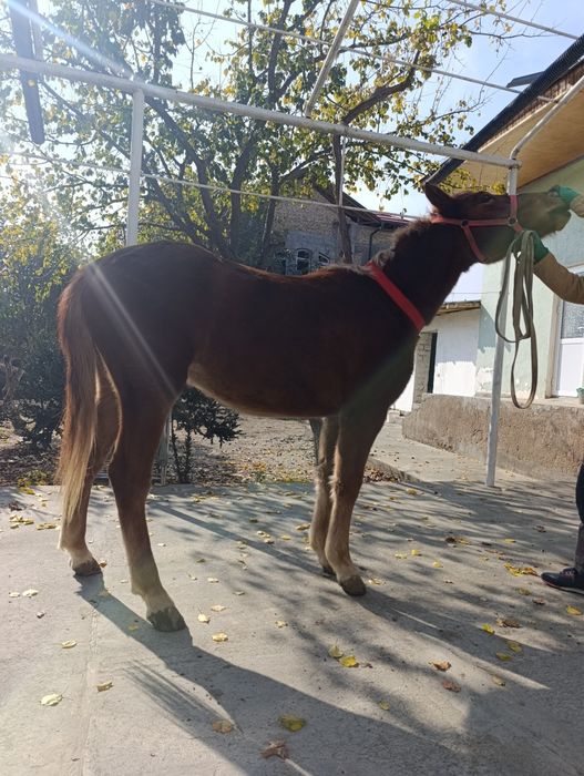 Той сотилади срочна