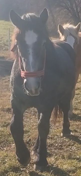 Vând un mânz de un an